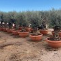 Reihe alter Olivenbäume in terracottafarbenen Dekotöpfen, Olea Europaea Bonsai, winterhart für Garten & Terrasse.