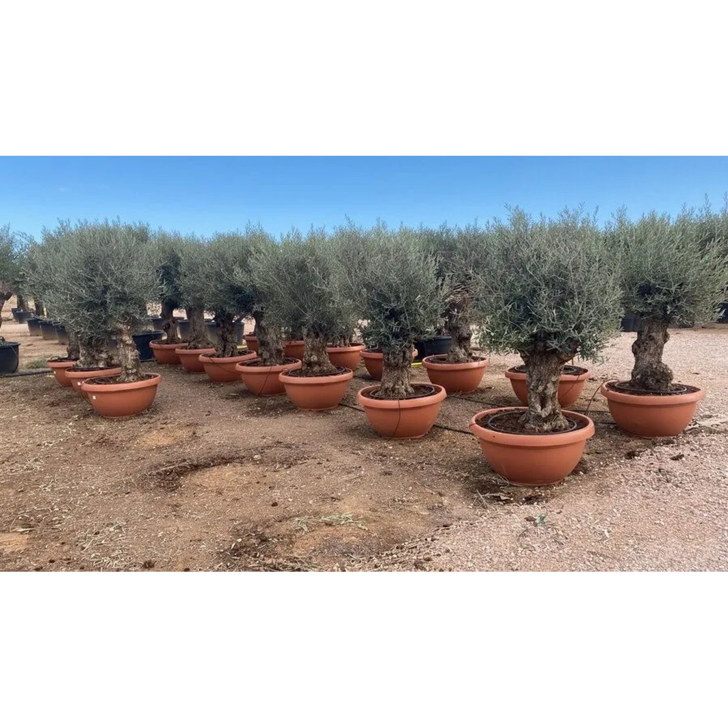 Reihe alter Olivenbäume in terracottafarbenen Dekotöpfen, Olea Europaea Bonsai, winterhart für Garten & Terrasse.