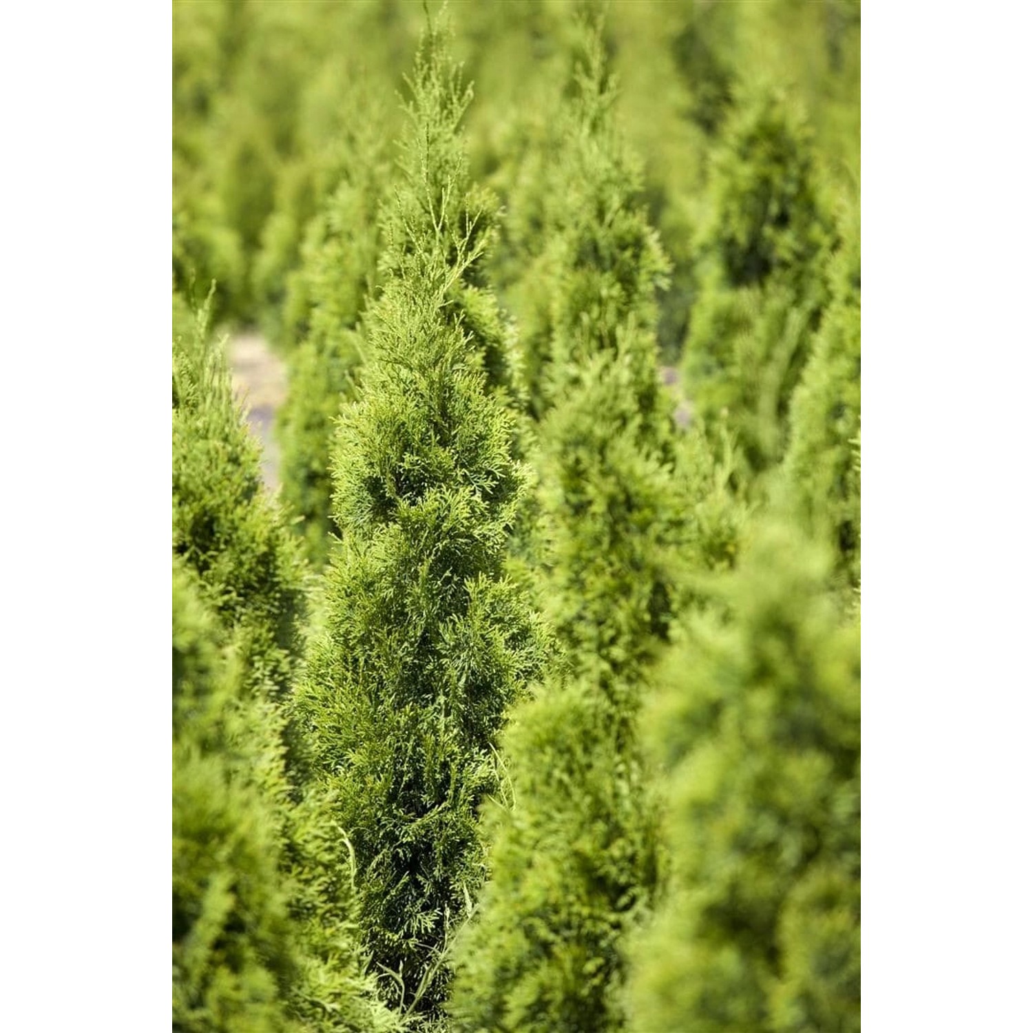 Thuja occidentalis 'Smaragd' 120-140 cm günstig online kaufen