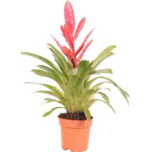 Vriesea Intenso Pink im Topf, eine exotische Blühpflanze mit rosa Hochblättern.