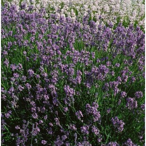 Blühender, blauer Lavendel (Lavandula Angustifolia Dwarf Blue) im 9x9 cm Topf.