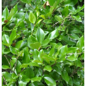 Detailaufnahme des Japanischen Liguster Texanum (Ligustrum japonicum) mit grünen Blättern.