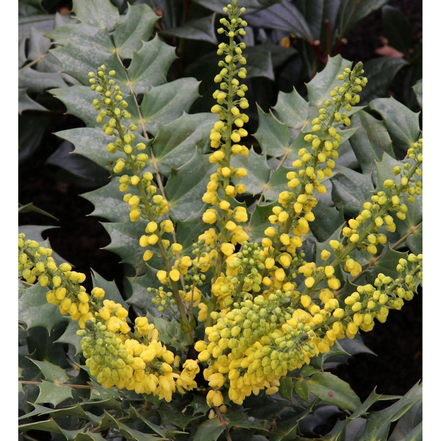 Mahonie Winter Sun 40-60cm - Mahonia media günstig online kaufen