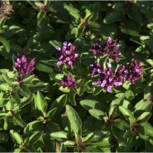 Blühender Oregano (Origanum laevigatum), eine winterharte Gartenstaude.