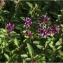 Blühender Oregano (Origanum laevigatum), eine winterharte Gartenstaude.