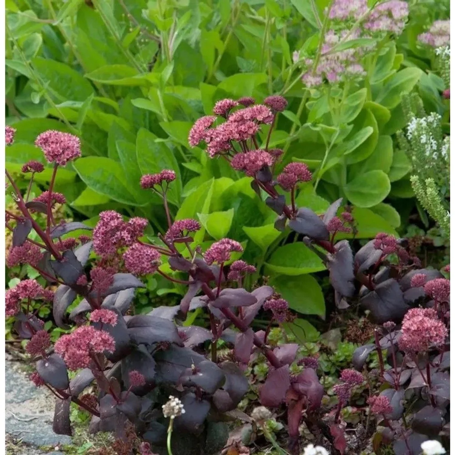Fetthenne SunSparkler Dazzleberry - Sedum cultorum