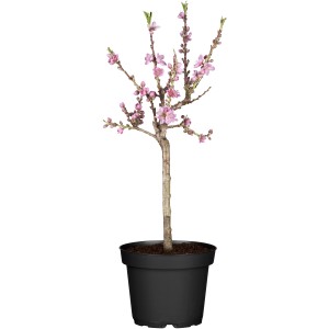 Bio Tellerpfirsich 'Saturn' im Topf mit rosa Blüten, ca. 80-100cm hoch.