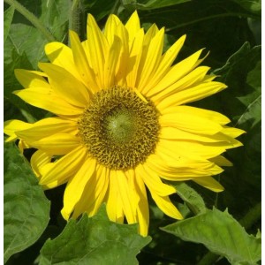 Gelbe Sonnenblume Sunshine Triomphe de Gand (Helianthus decapetalus) im Detail.