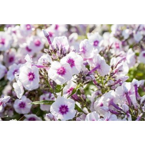 Nahaufnahme der rosa-weißen Flammenblume 'Bright Eyes' im Topf, eine beliebte Staude für sonnige Standorte.