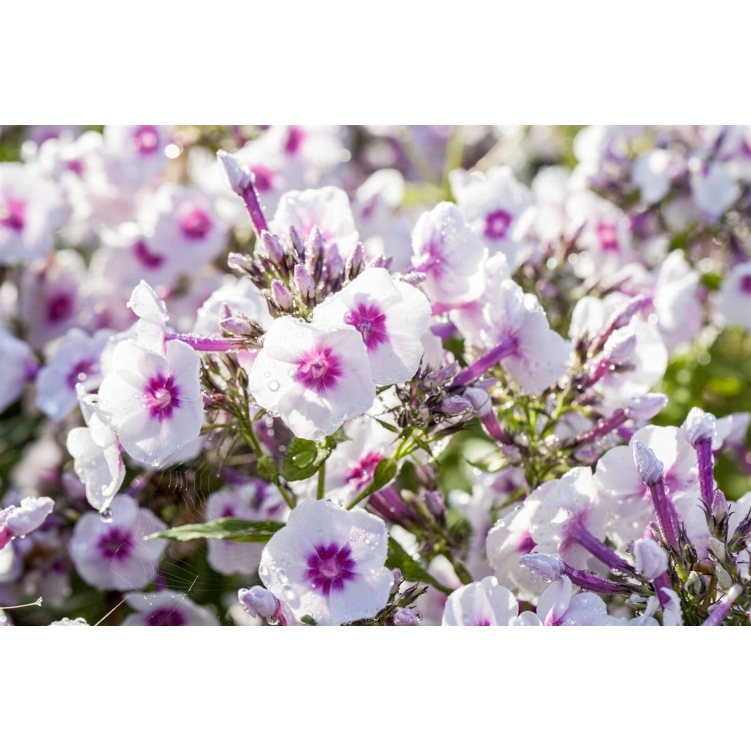 Phlox Paniculata Bright Eyes Flammenblume Ca. 11x11 cm Topf günstig online kaufen