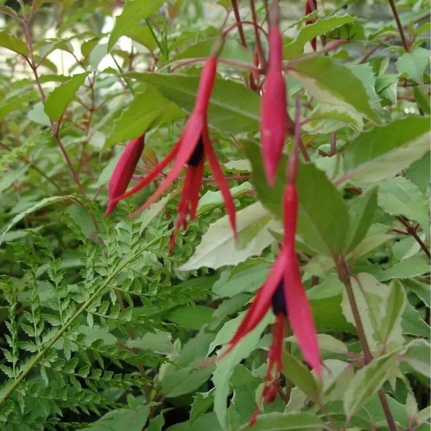 Fuchsie Tricolor - Fuchsia magellanica