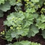Frauenmantel 'Thriller Gelb' (Alchemilla) im Topf, grüne Blätter und gelbe Blüten.