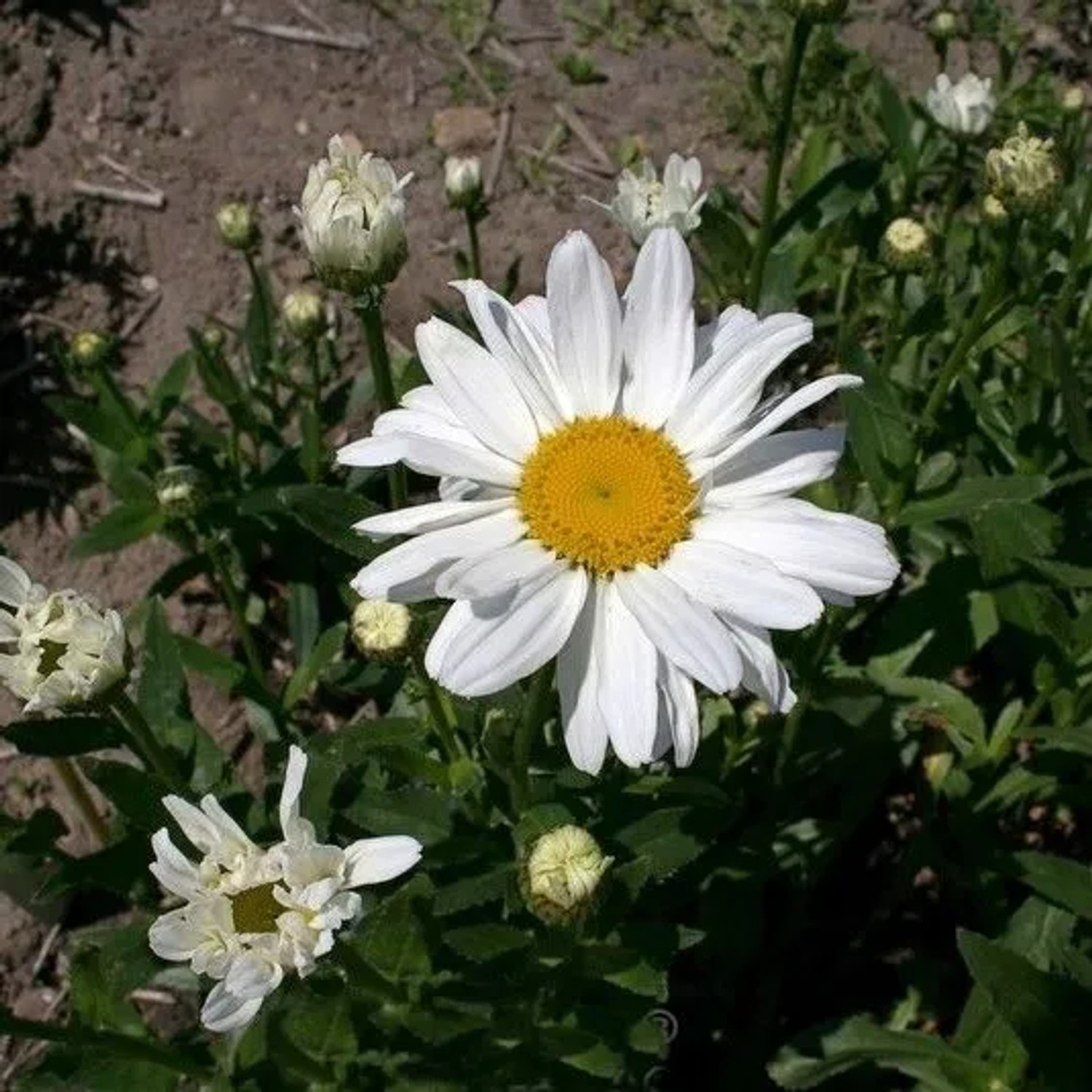 Gartenmargerite Beethoven - Leucanthemum