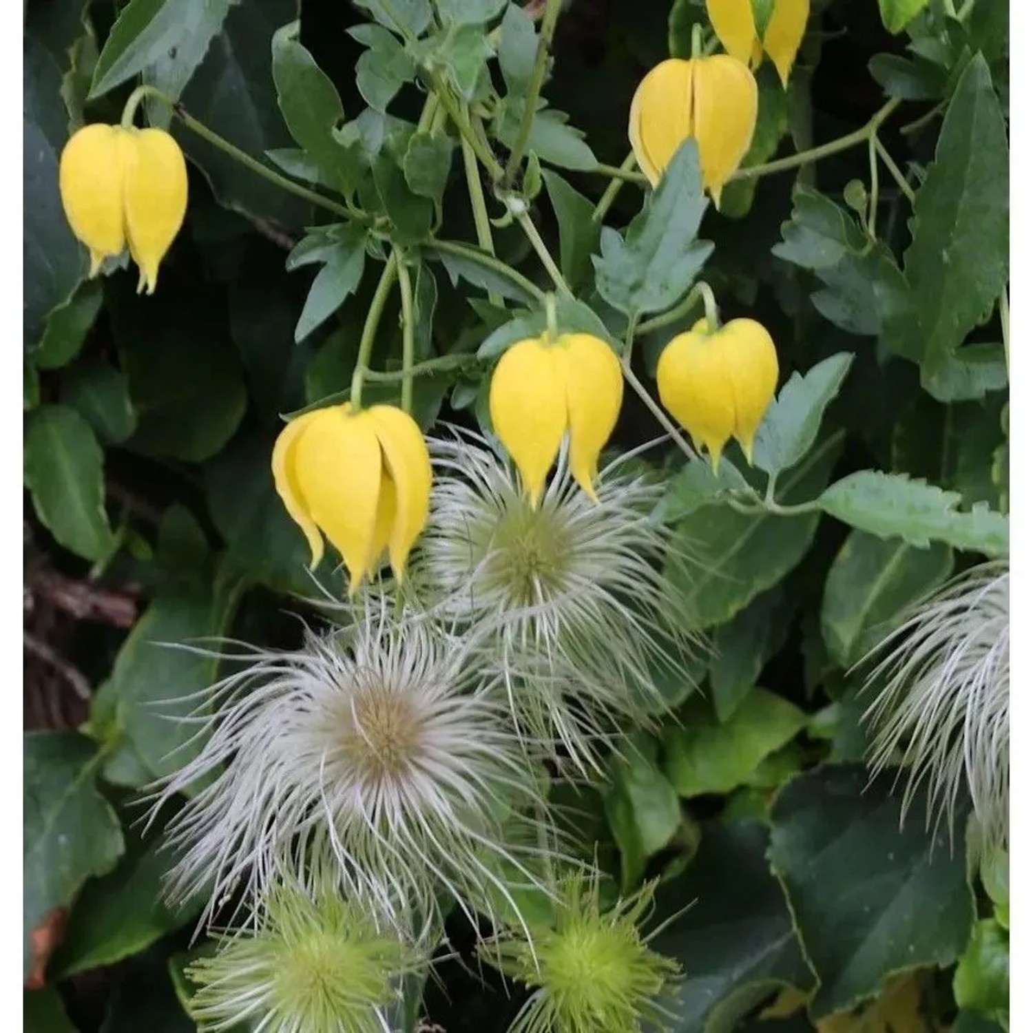 Gold Waldrebe Golden Tiara 60-80cm - Clematis tangutica