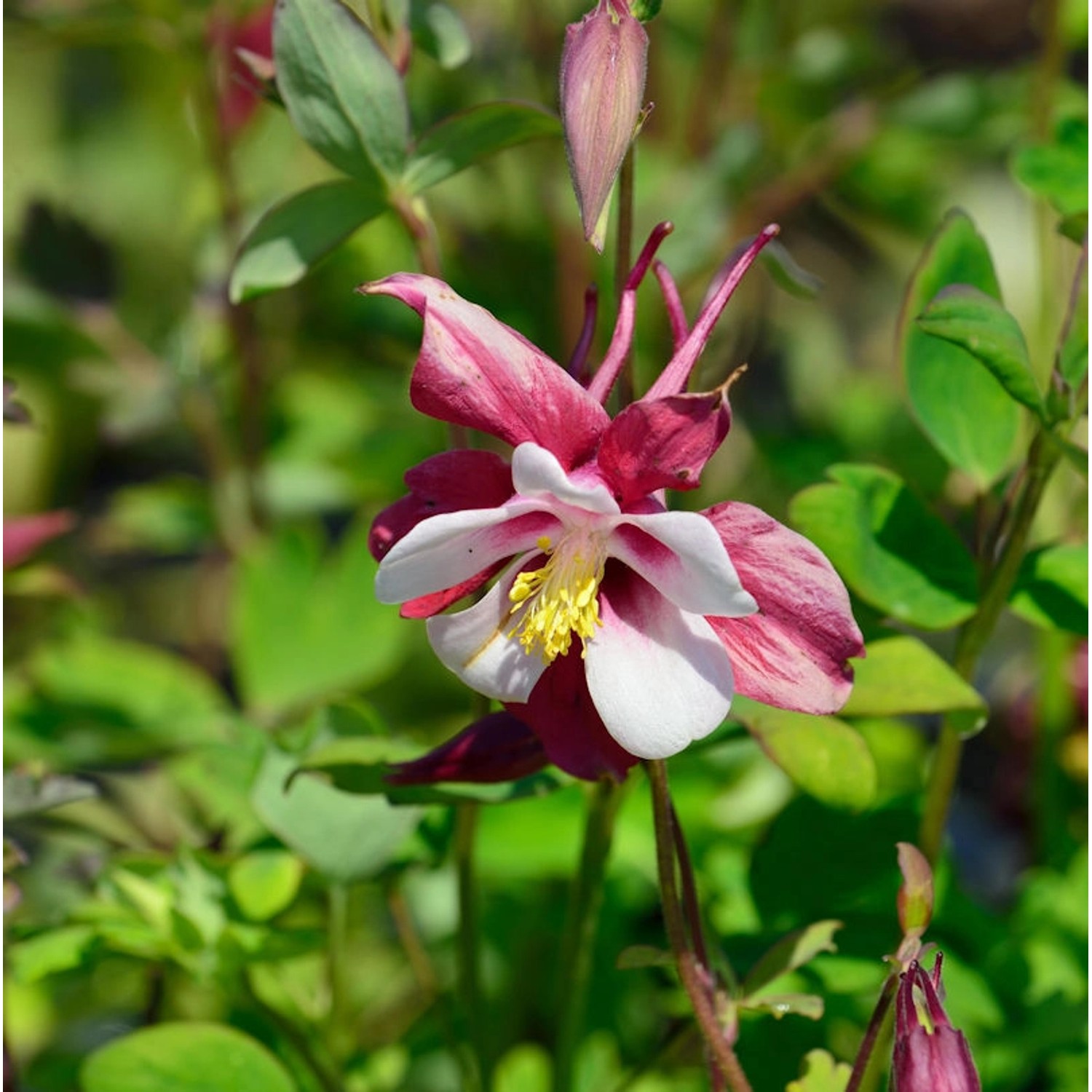 Akelei Rotstern - Aquilegia caerulea günstig online kaufen