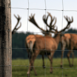 Wildzaun Forstzaun 80/6/30 verzinkt vor Hirschen auf Wiese.