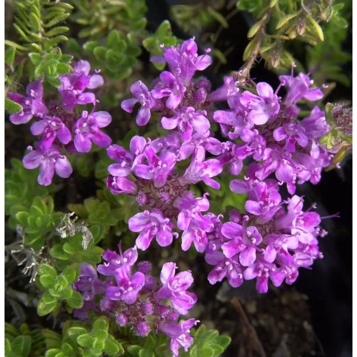 Teppich Thymian Pink Chintz - Thymus praecox