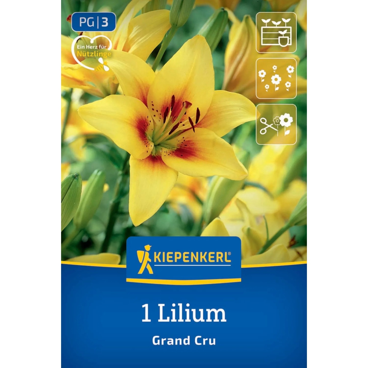 Kiepenkerl Blumenzwiebel Asiatische Lilie Grand Cru 1 Stück