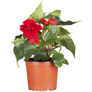 Outdoor Begonie Florencio im Topf, rote Blüten und grüne Blätter.