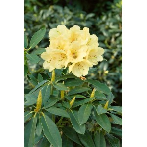 Gelber Rhododendron Hybr. Stadt Westerstede (80–90 cm) mit Blüten und grünen Blättern.