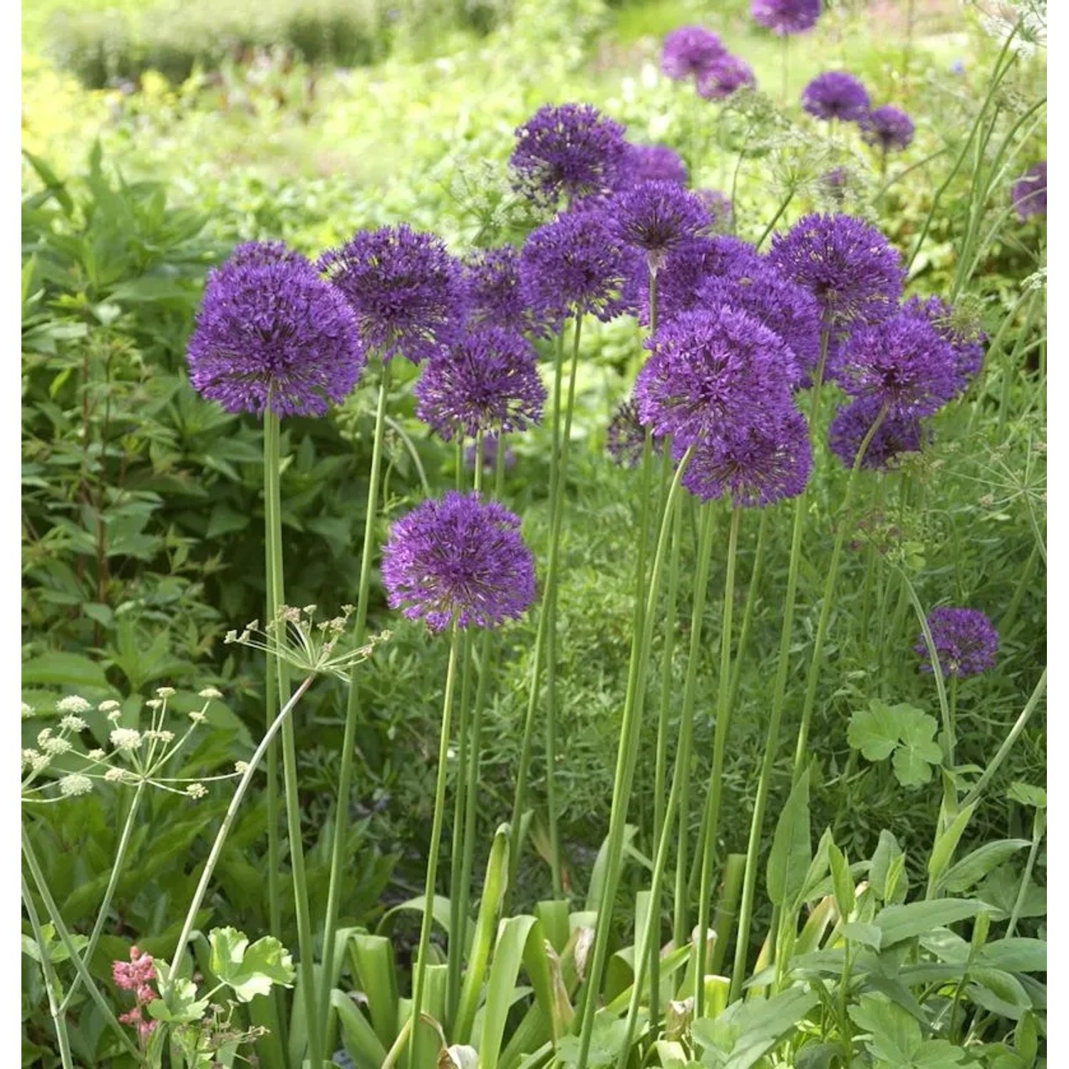 Zierlauch Mars - Allium stipitatum