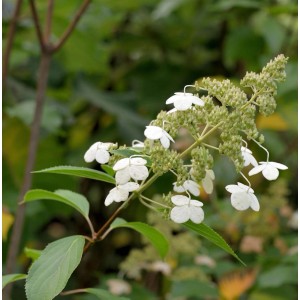 Rispenhortensie Levana Hochstamm mit weißen Blüten und grünen Blättern.