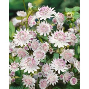 Nahaufnahme der rosa-weißen Blüten der Großen Sterndolde (Astrantia Major Buckland).