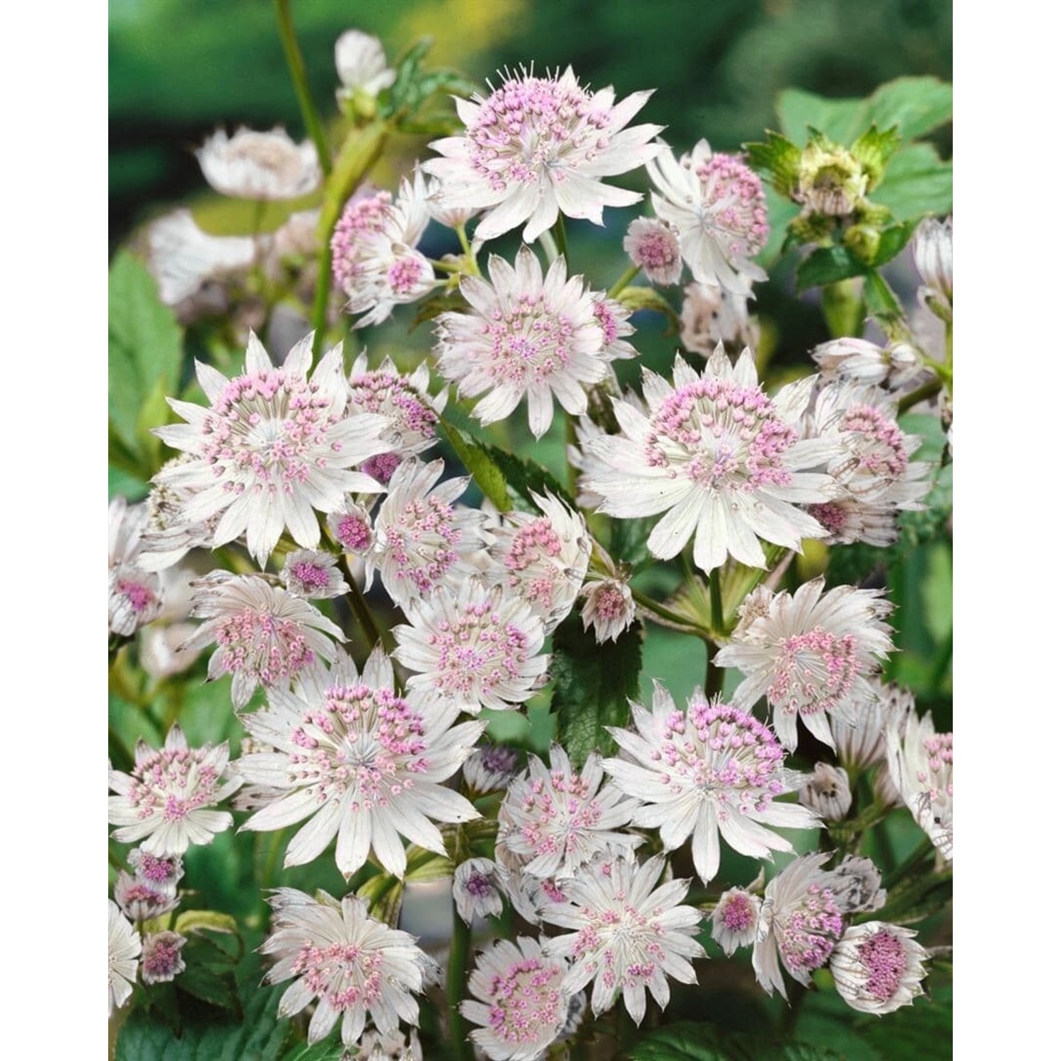 Astrantia Major Buckland Große Sterndolde Ca. 11x11 cm Topf günstig online kaufen