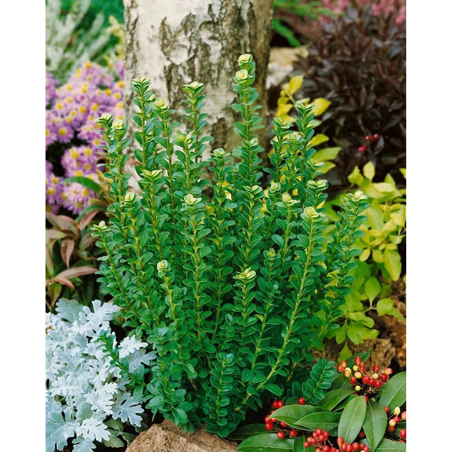 Buxus sempervirens 'Handsworthiensis' 100-125 cm günstig online kaufen