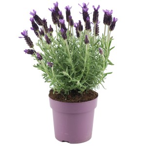 Duftender Lavendel Anouk im Topf, violette Blüten und silbrige Blätter.