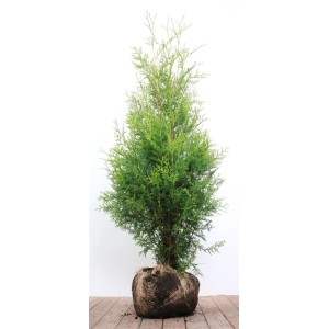 Grüne Thuja 'Brabant' (100-125 cm) als Heckenpflanze im Topf.