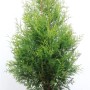 Grüne Thuja 'Brabant' (100-125 cm) als Heckenpflanze im Topf.