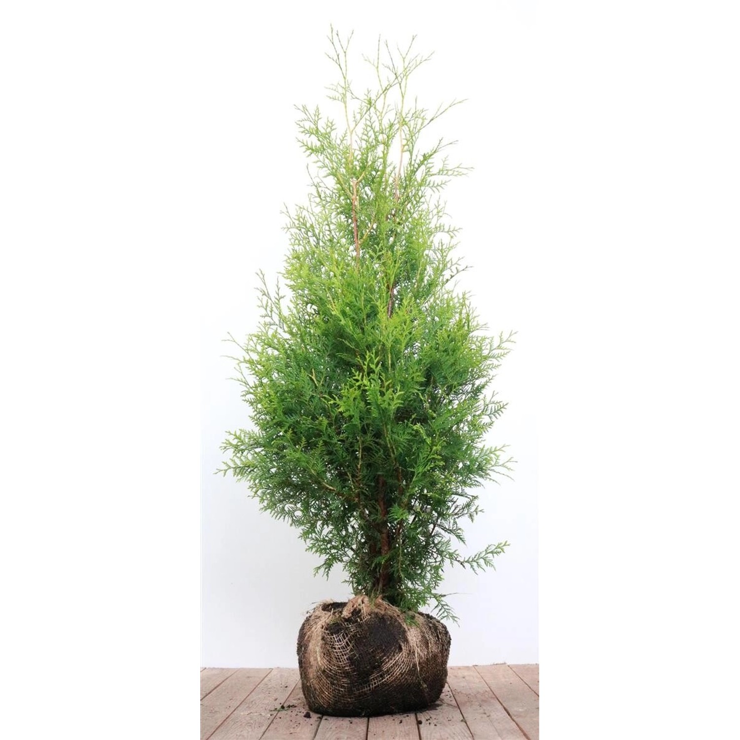 Thuja occidentalis 'Brabant' 100-125 cm günstig online kaufen