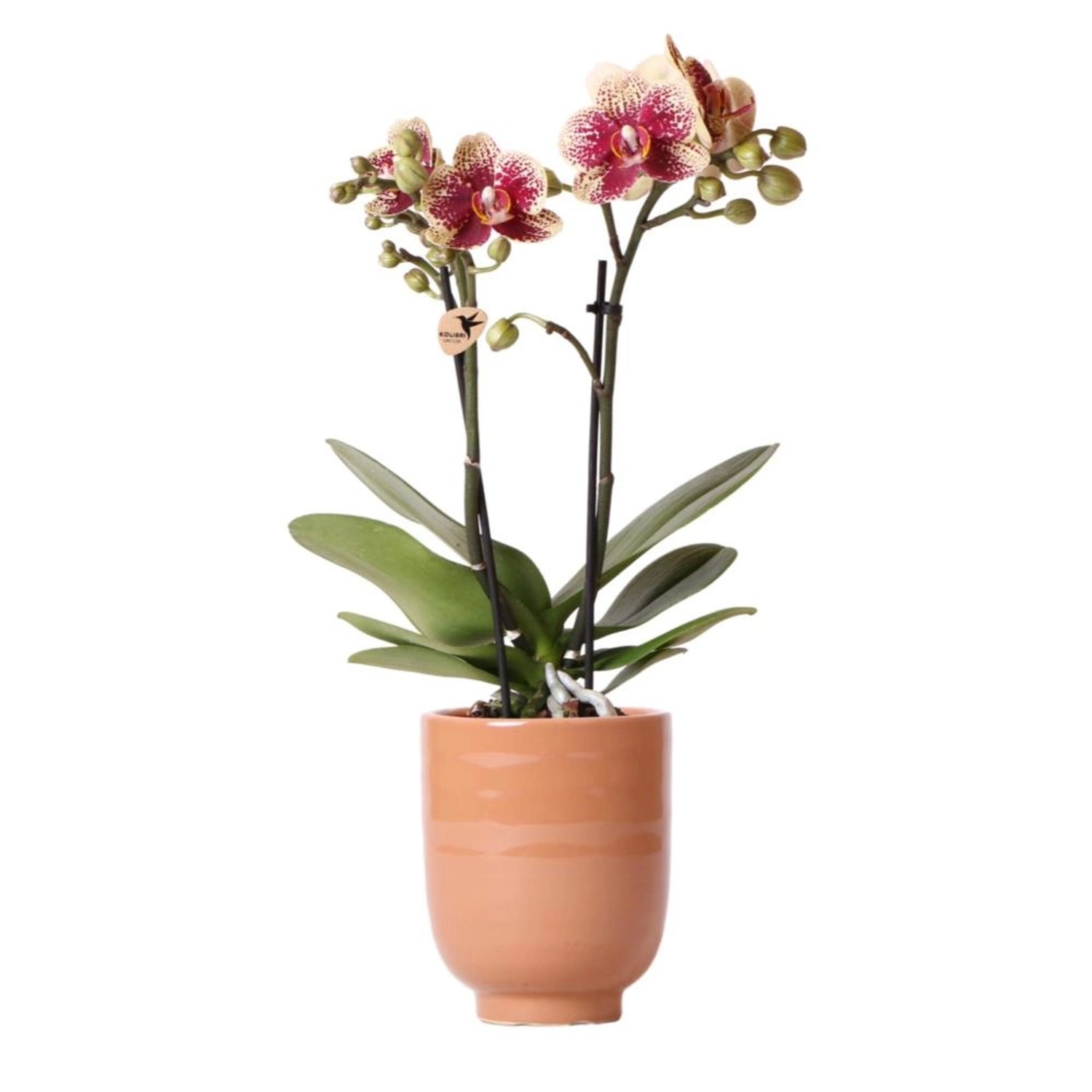 Kolibri Orchids Gelbe Rote Phalaenopsis Orchidee Spanien & Glasierter Ziertopf Cognac Topfgröße 9cm 40 cm Hoch