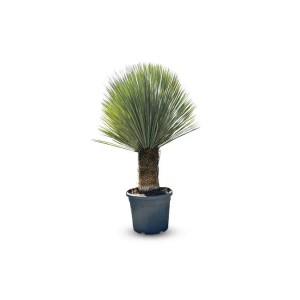 Sunny-Tree Mediterrane Yucca Rostrata Palmlilie mit Stammhöhe 40/50 cm Winterharte Pflanze bis -20°C