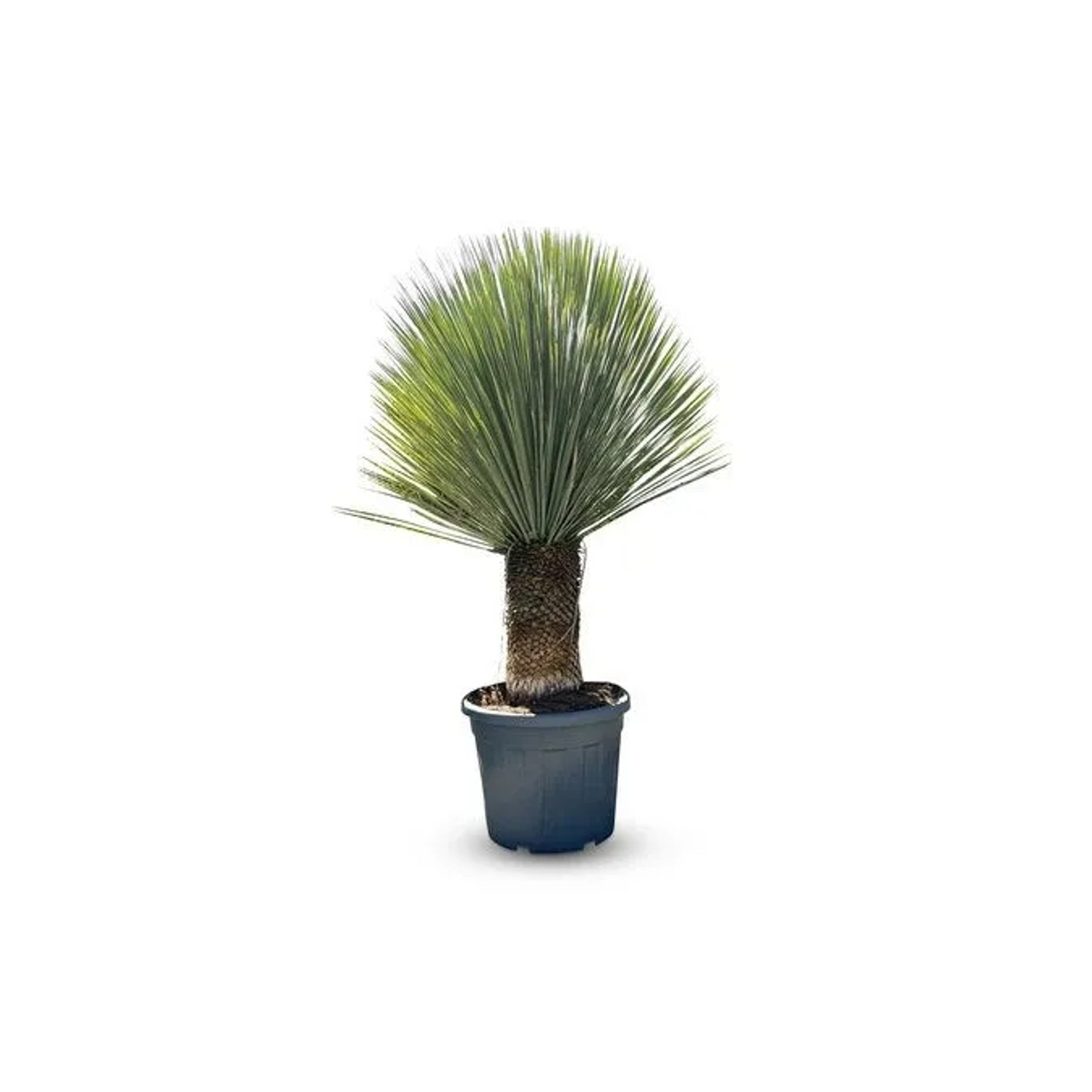 Sunny-Tree Mediterrane Yucca Rostrata Palmlilie mit Stammhöhe 40/50 cm Wint günstig online kaufen