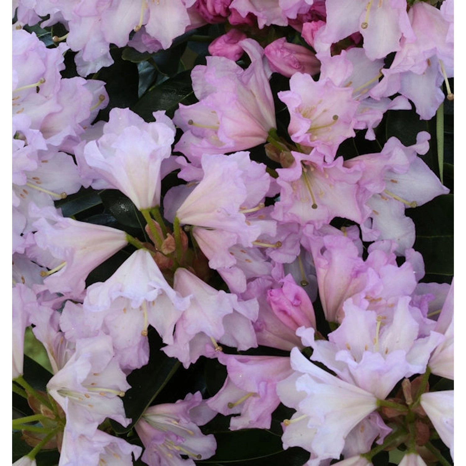 Großblumige Rhododendron Dufthecke Rosa 40-50cm - Alpenrose günstig online kaufen