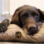 Brauner Hund ruht auf beigem Petsation LASSE Hundekissen (110 cm).