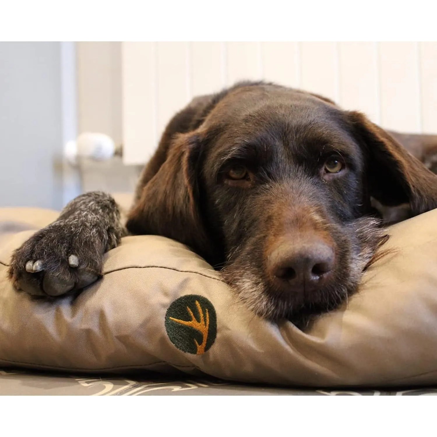 Brauner Hund ruht auf beigem Petsation LASSE Hundekissen (110 cm).