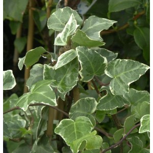 Efeu Glacier (Hedera helix) mit grün-weiß panaschierten Blättern, Nahaufnahme.
