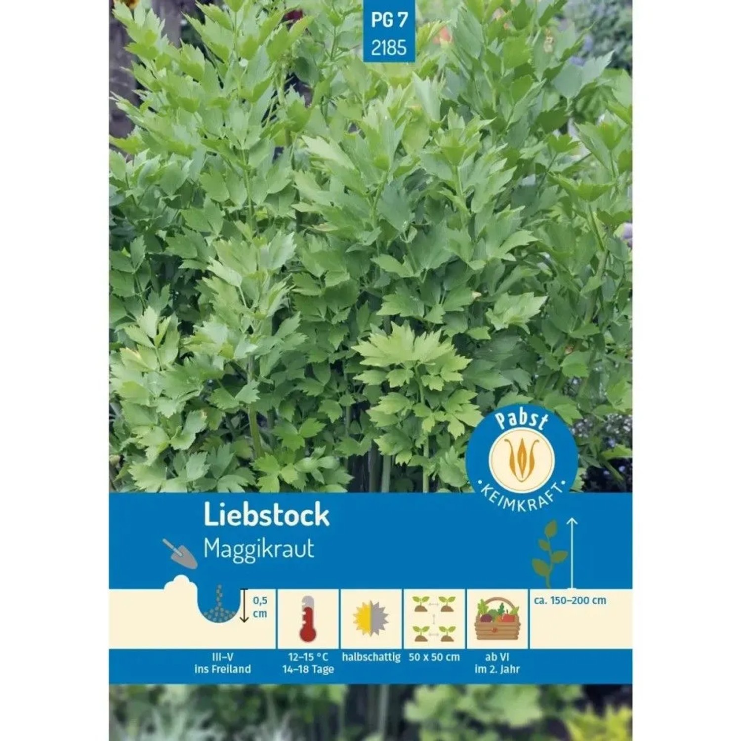 Pabst Keimkraft Liebstock Maggikraut Saatgut