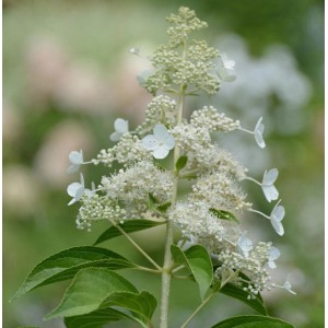 Rispenhortensie 'Kyushu' mit weißen Blüten und grünen Blättern. Strauch für den Garten.