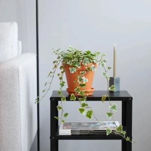 GROW by OBI Efeu "Wonder" Topf-Ø ca. 13 cm Hedera Helix