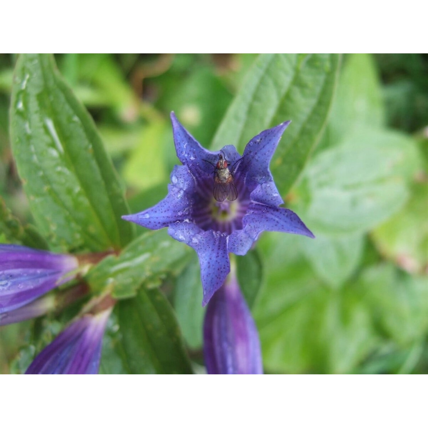 Gentiana Asclepiadea Schwalbenwurz Enzian Ca. 9x9 cm Topf günstig online kaufen