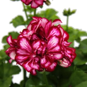 Zweifarbige Exotenherz Geranie (rot-weiß) im 12cm Topf, Hängepflanze.