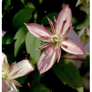 Berg Waldrebe Majorie 60-80cm - Clematis montana
