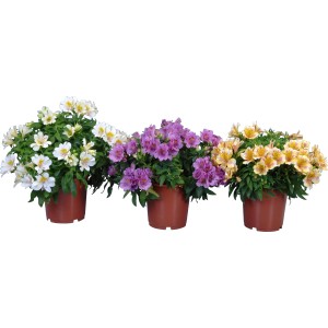 Inkalilie (Alstroemeria) im Topf, verschiedene Farben: weiße, lila und gelbe Blüten.