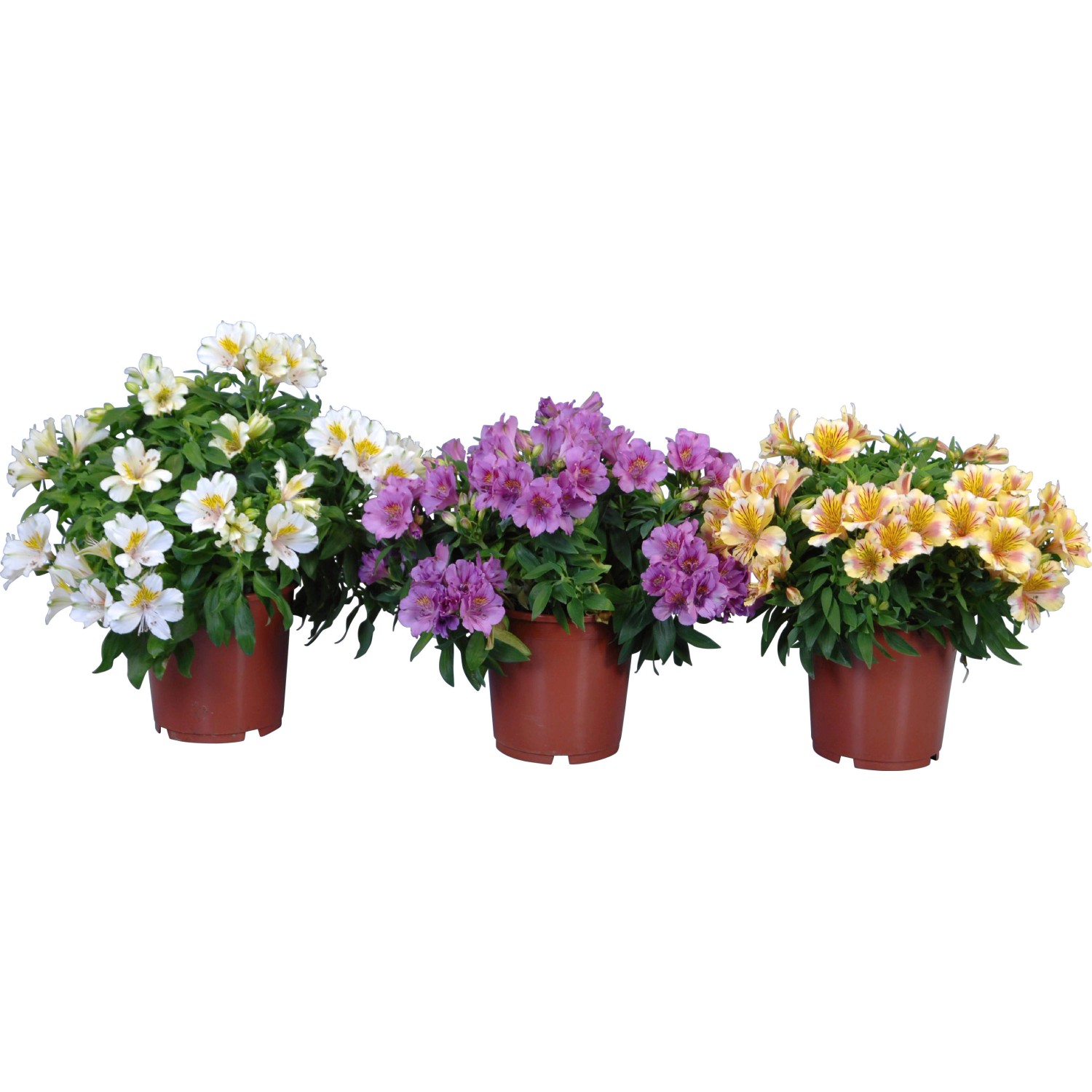 Inkalilie sortiert TopfØ ca. 19 cm Alstroemeria kaufen bei OBI