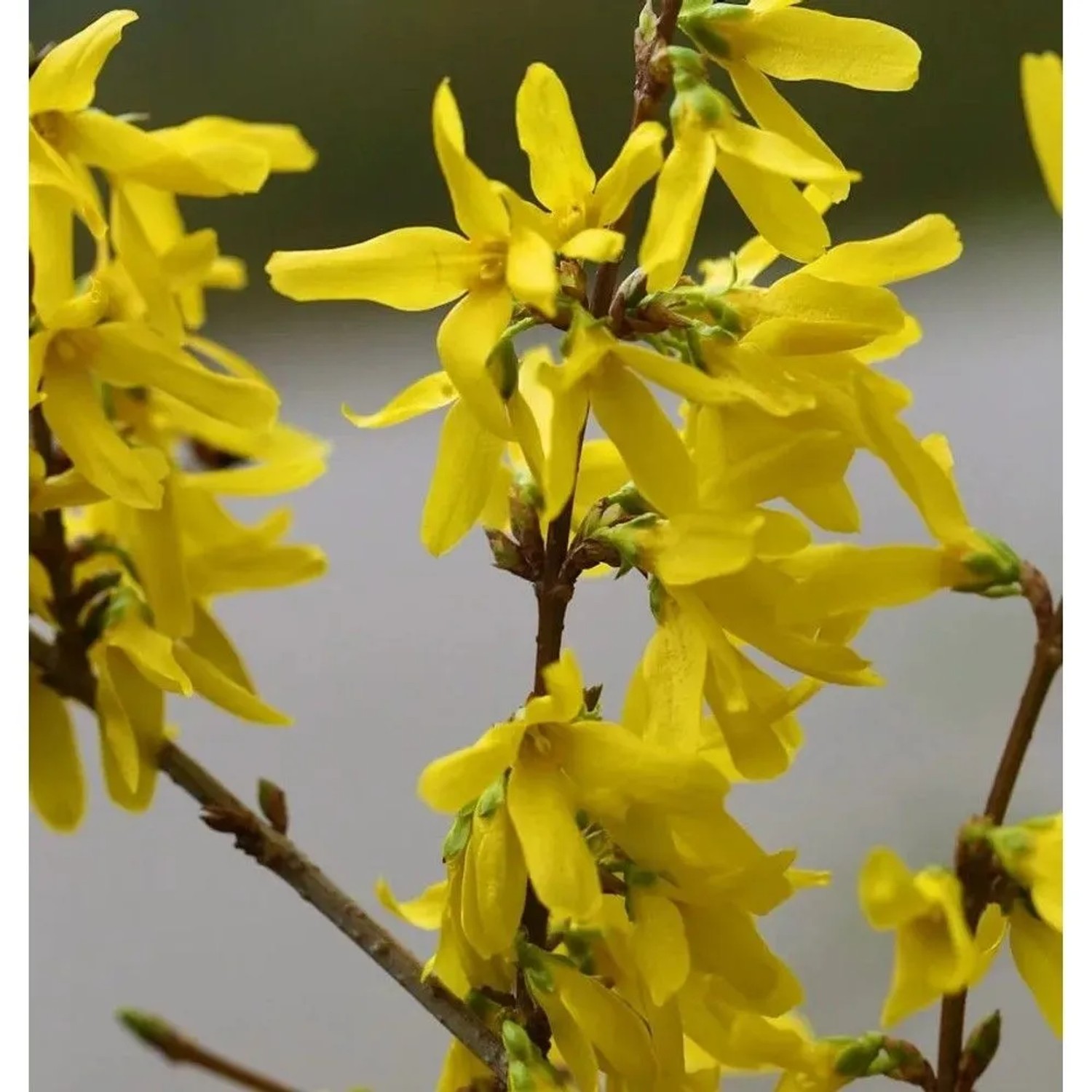 Hochstamm Goldglöckchen Spectabilis 100-125cm - Forsythia intermedia Spectabilis