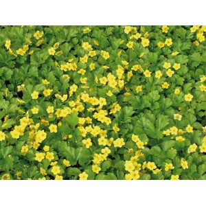 Teppich-Golderdbeere (Waldsteinia ternata) mit gelben Blüten als Bodendecker.